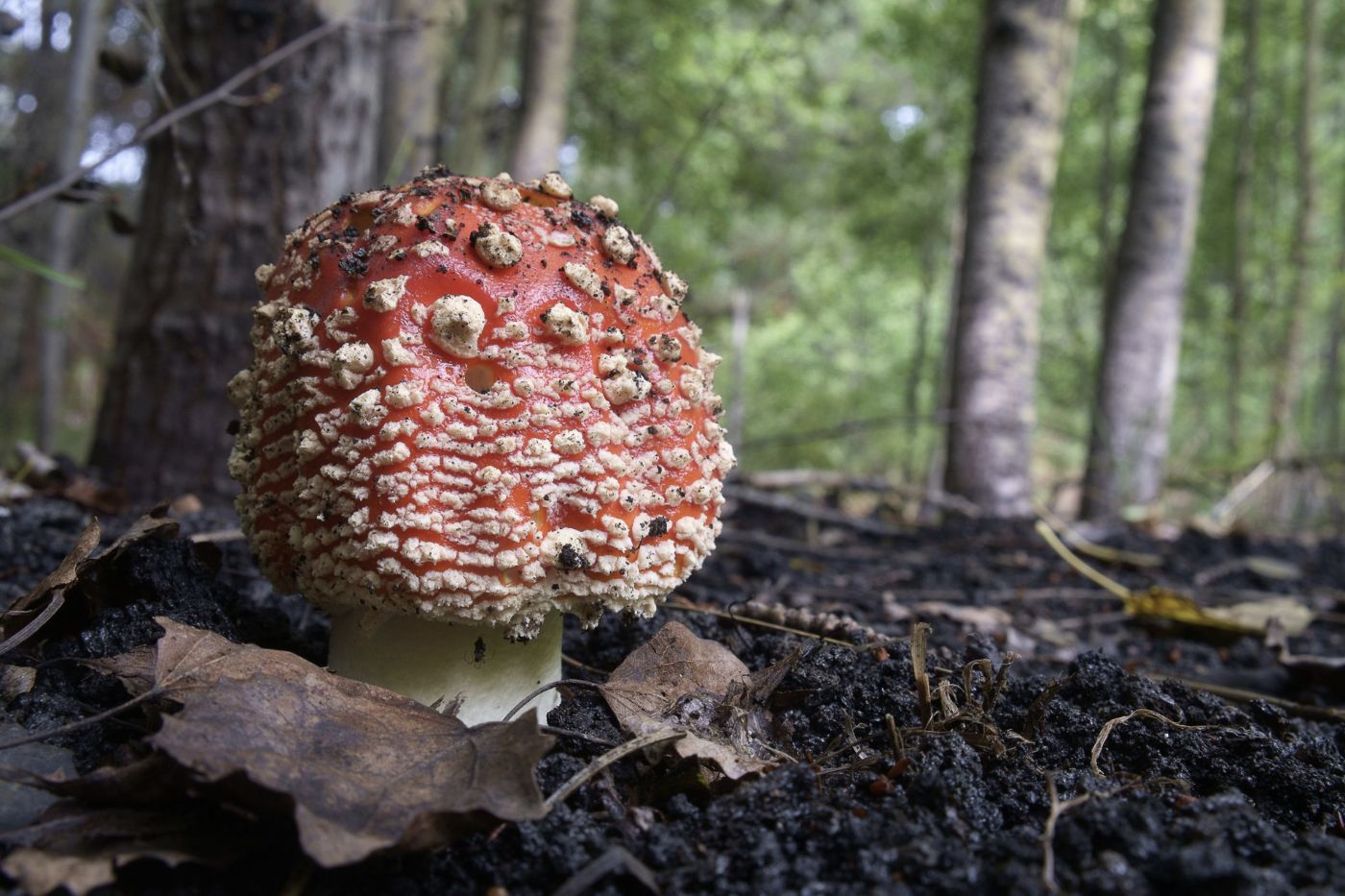 Amanita muscaria on Mount Etna volcano