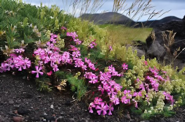 Saponaria sicula - Astagalus siculus - Galium aetnicum on Etna volcano